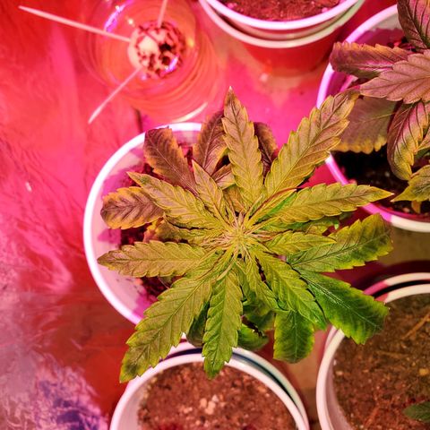 Unknown strain growlog timeline photo