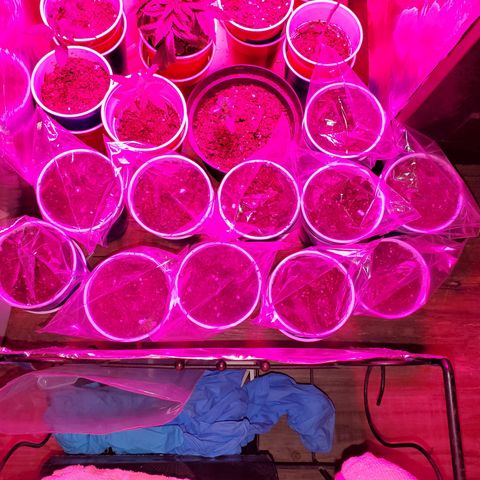 Unknown strain growlog timeline photo