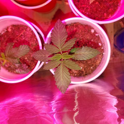 Unknown strain growlog timeline photo