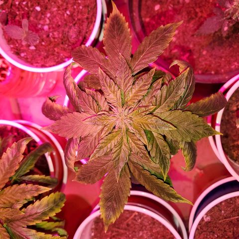 Unknown strain growlog timeline photo