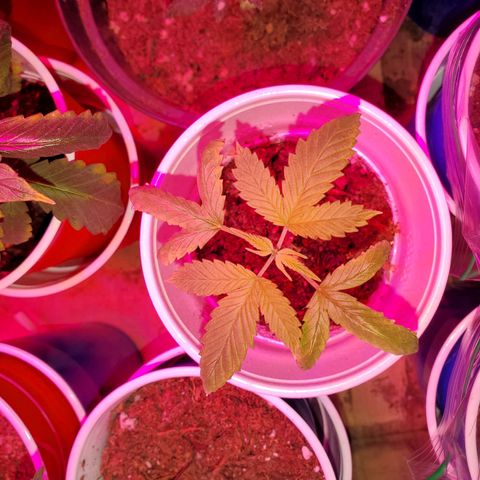 Unknown strain growlog timeline photo