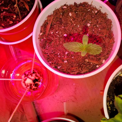Unknown strain growlog timeline photo