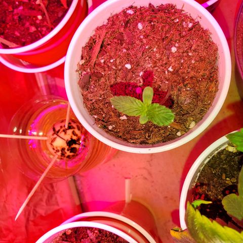 Unknown strain growlog timeline photo