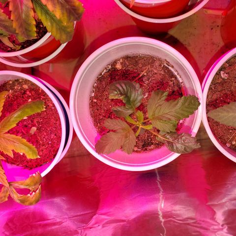 Unknown strain growlog timeline photo