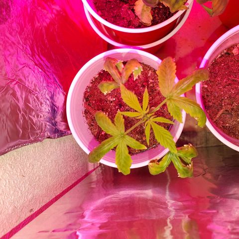 Unknown strain growlog timeline photo