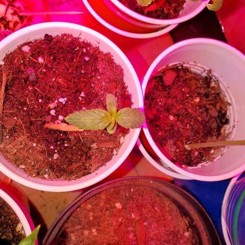 Unknown strain growlog photo: Welcome to the world!  Germinated 13 out 15 seeds.  Ones that sprouted are looking really good so far.   Nothing but water for these guys. For the entire grow.  Learned my lesson with previous growth.  