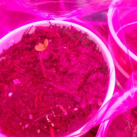 Unknown strain growlog photo: Welcome to the world!  Germinated 13 out 15 seeds.  Ones that sprouted are looking really good so far.   Nothing but water for these guys. For the entire grow.  Learned my lesson with previous growth.  