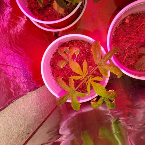 Unknown strain growlog photo: Starting to see more green!  2 of these are frosting.  Nothing but water for the rest of the grow