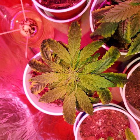 Unknown strain growlog photo: Starting to see more green!  2 of these are frosting.  Nothing but water for the rest of the grow