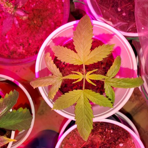 Unknown strain growlog photo: Starting to see more green!  2 of these are frosting.  Nothing but water for the rest of the grow