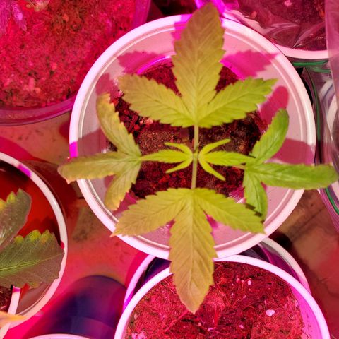 Unknown strain growlog photo: Starting to see more green!  2 of these are frosting.  Nothing but water for the rest of the grow
