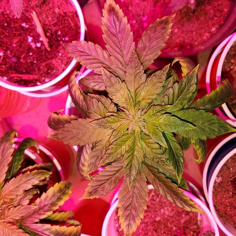 Unknown strain growlog timeline photo