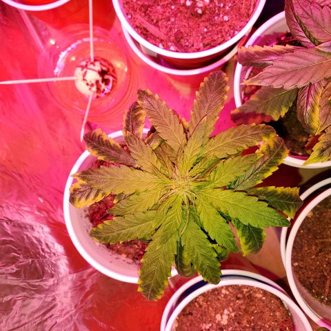 Unknown strain growlog photo: These two are doing really well in flower stage