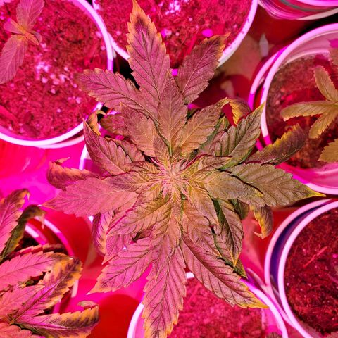 Unknown strain growlog photo: These two are doing really well in flower stage
