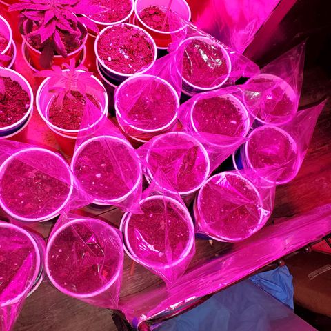 Unknown strain growlog photo: All newborns are doing really good