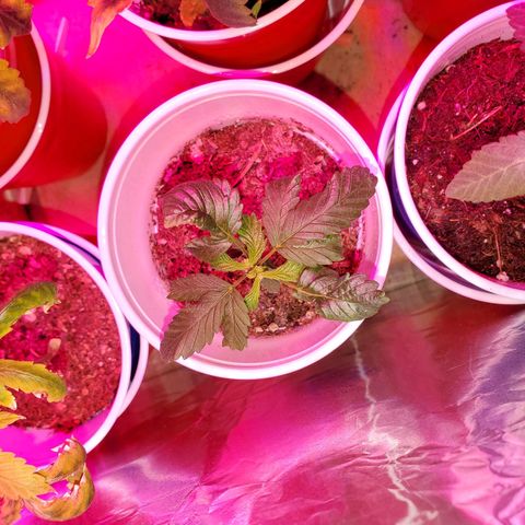Unknown strain growlog photo: These guys are doing really well