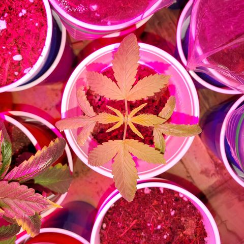 Unknown strain growlog photo: These guys are doing really well