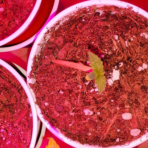 Unknown strain growlog photo: These guys are doing really well