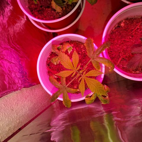 Unknown strain growlog photo: These guys are doing really well