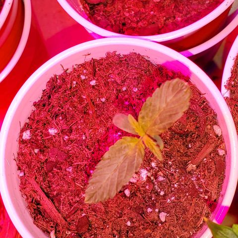 Unknown strain growlog photo: These guys are doing really well