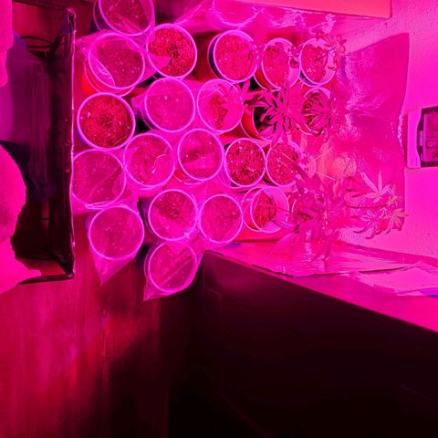 Unknown strain growlog photo: The whole family, started at separate dates.  All germinated successfully