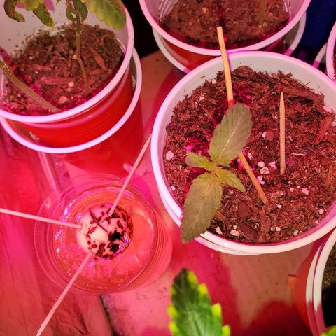 Unknown strain growlog photo: These guys seem to be the only ones having trouble staying up.  Haha ED joke.  But leaves are looking healthy.  Too Cold? Too Damp?  