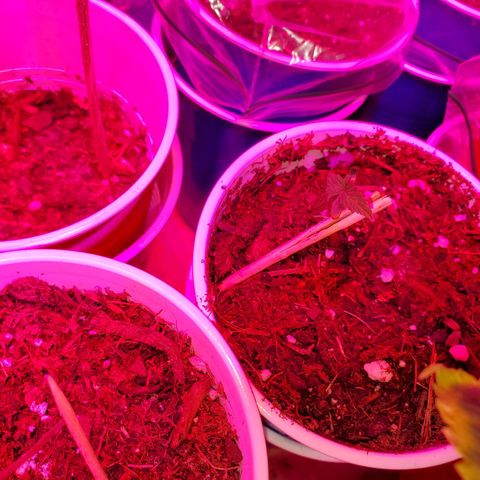 Unknown strain growlog photo: These guys seem to be the only ones having trouble staying up.  Haha ED joke.  But leaves are looking healthy.  Too Cold? Too Damp?  