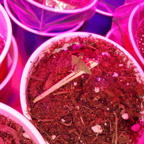 Unknown strain growlog photo: These guys seem to be the only ones having trouble staying up.  Haha ED joke.  But leaves are looking healthy.  Too Cold? Too Damp?  