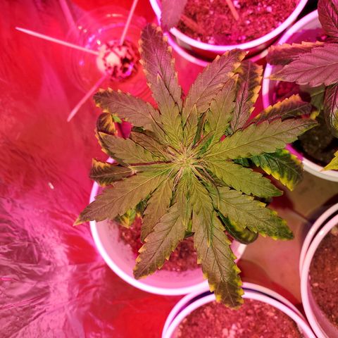 Unknown strain growlog photo: My two already in 2nd week of flower.  Looking really good.  Week 2 just started.  Can't wait for harvest..   Had a few rough roads to go through.  But, we are making it out ok so far 