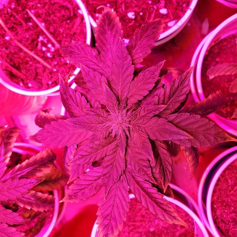 Unknown strain growlog photo: My two already in 2nd week of flower.  Looking really good.  Week 2 just started.  Can't wait for harvest..   Had a few rough roads to go through.  But, we are making it out ok so far 