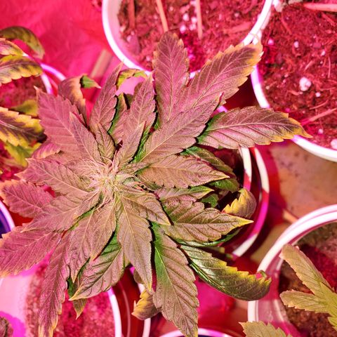 Unknown strain growlog photo: My two already in 2nd week of flower.  Looking really good.  Week 2 just started.  Can't wait for harvest..   Had a few rough roads to go through.  But, we are making it out ok so far 