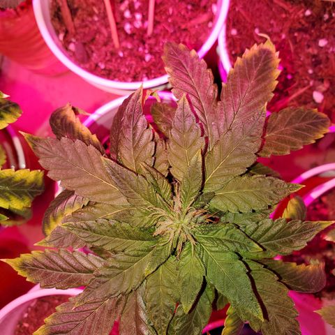 Unknown strain growlog photo: My two already in 2nd week of flower.  Looking really good.  Week 2 just started.  Can't wait for harvest..   Had a few rough roads to go through.  But, we are making it out ok so far 