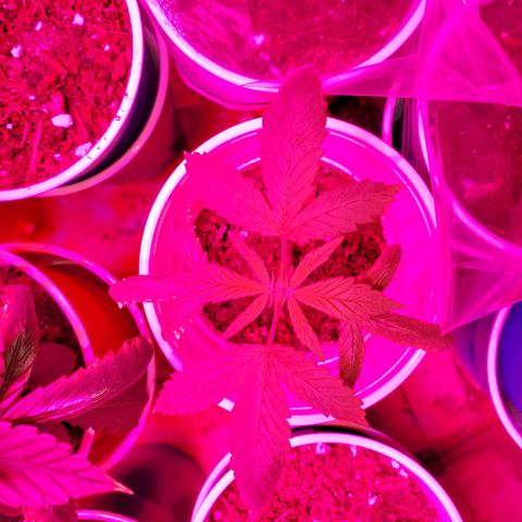 Unknown strain growlog photo: These guys are in mid Vegas.  Looking really well.  One is not showing any burns, thank God haha.  