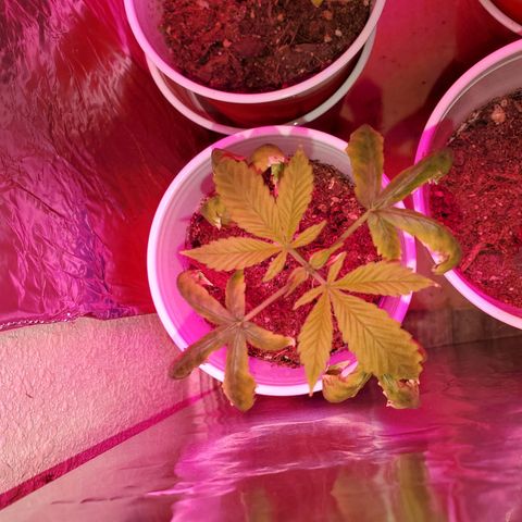 Unknown strain growlog photo: These guys are in mid Vegas.  Looking really well.  One is not showing any burns, thank God haha.  