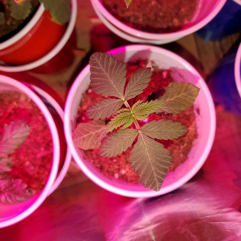 Unknown strain growlog photo: These guys are in mid Vegas.  Looking really well.  One is not showing any burns, thank God haha.  
