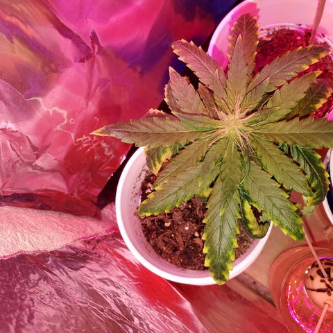 Unknown strain growlog photo: These girls are more into the flowering stage.  Buds are forming nicely, slowly but nicely.   Barely 2nd week of flower