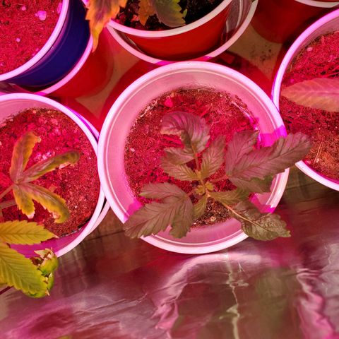 Unknown strain growlog photo: These girls/guys are looking great.  Even my circus freak 😆  Had two seedlings that looked like weak genetics.  Others that replaced their positions, seem to be doing better 