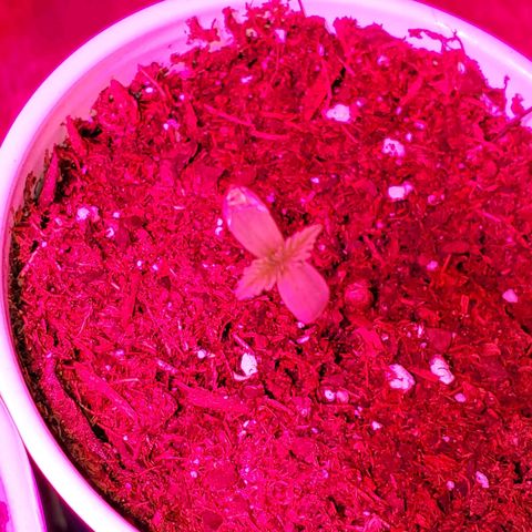 Unknown strain growlog photo: Don't want to forget this little one
