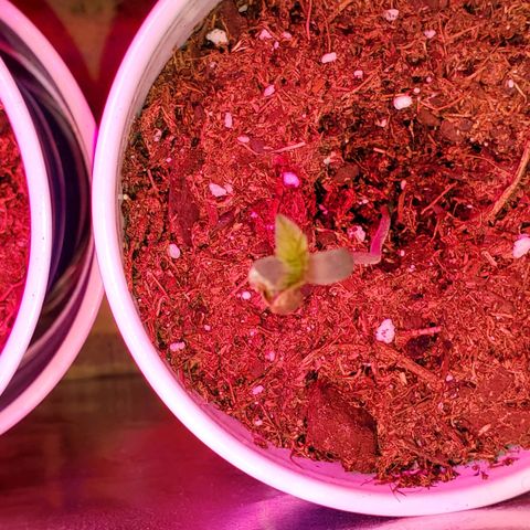 Unknown strain growlog photo: These girls/guys are looking great.  Even my circus freak 😆  Had two seedlings that looked like weak genetics.  Others that replaced their positions, seem to be doing better 