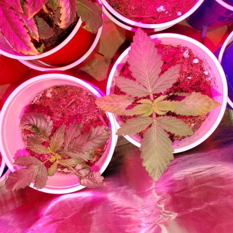 Unknown strain growlog photo: These girls/guys are looking great.  Even my circus freak 😆  Had two seedlings that looked like weak genetics.  Others that replaced their positions, seem to be doing better 
