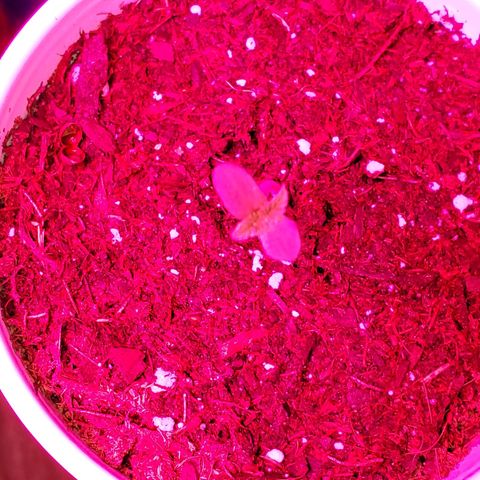 Unknown strain growlog photo: These girls/guys are looking great.  Even my circus freak 😆  Had two seedlings that looked like weak genetics.  Others that replaced their positions, seem to be doing better 