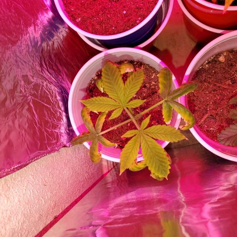 Unknown strain growlog photo: These two got topped.  One is a duplicate picture.  Kinda showing before/after.  Brighter photo is before, darker is after 