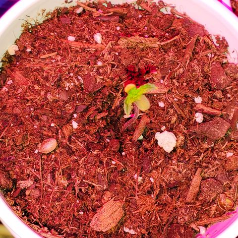 Unknown strain growlog photo: These girls/guys are looking great.  Even my circus freak 😆  Had two seedlings that looked like weak genetics.  Others that replaced their positions, seem to be doing better 