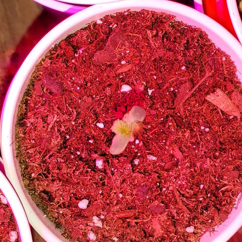 Unknown strain growlog photo: These girls/guys are looking great.  Even my circus freak 😆  Had two seedlings that looked like weak genetics.  Others that replaced their positions, seem to be doing better 