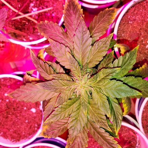 Unknown strain growlog photo: These girls are more into the flowering stage.  Buds are forming nicely, slowly but nicely.   Barely 2nd week of flower