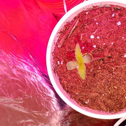 Unknown strain growlog photo: These girls/guys are looking great.  Even my circus freak 😆  Had two seedlings that looked like weak genetics.  Others that replaced their positions, seem to be doing better 