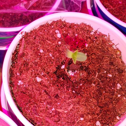 Unknown strain growlog photo: These girls/guys are looking great.  Even my circus freak 😆  Had two seedlings that looked like weak genetics.  Others that replaced their positions, seem to be doing better 