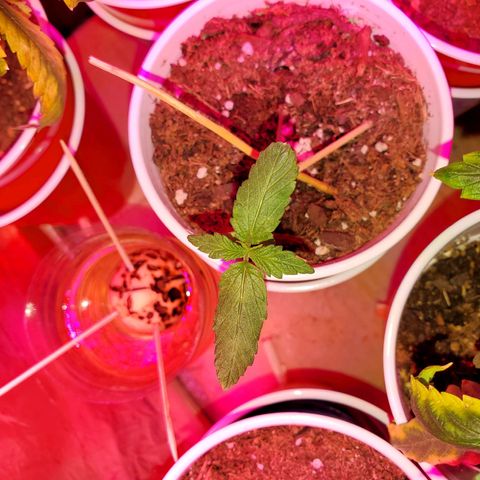 Unknown strain growlog photo: These girls/guys are looking great.  Even my circus freak 😆  Had two seedlings that looked like weak genetics.  Others that replaced their positions, seem to be doing better 