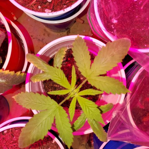 Unknown strain growlog photo: These two got topped.  One is a duplicate picture.  Kinda showing before/after.  Brighter photo is before, darker is after 