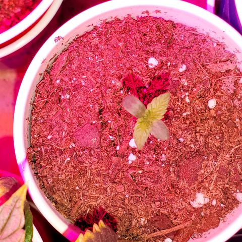 Unknown strain growlog photo: These girls/guys are looking great.  Even my circus freak 😆  Had two seedlings that looked like weak genetics.  Others that replaced their positions, seem to be doing better 